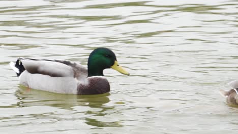A-Pair-Of-Mallard-Ducks-Swimming-In-A-Pond-In-Paris,-France