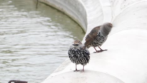 Two-Cute-Common-Starlings-Standing-And-Walking-On-Concrete-Edge-Of-A-Pond-In-Paris,-France