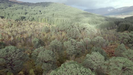 Drone-footage-rising-up-through-the-canopy-of-an-ancient-Scots-pine-tree-in-Autumn-before-tilting-to-reveal-an-isolated-fragment-of-the-Caledonian-Forest
