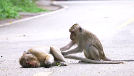 Wild-monkeys-are-on-the-ground-and-they-are-resting