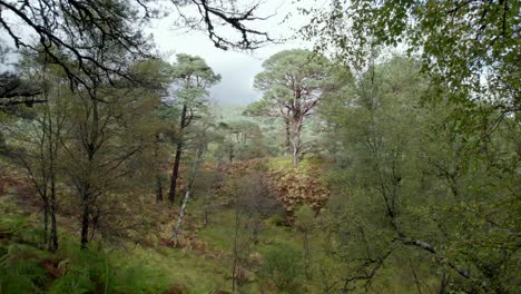 Drone-footage-flying-slowly-through-a-forest-of-ancient-Scots-pine-trees-in-an-isolated-fragment-of-the-Caledonian-Forest-towards-an-old-pine-tree