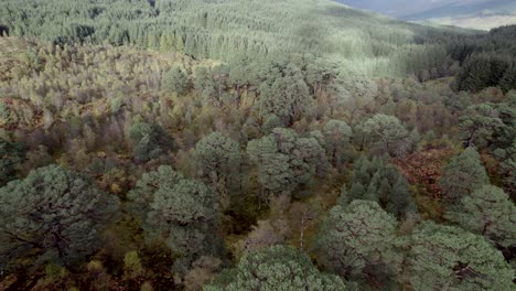 Drone-footage-rising-high-above-the-canopy-of-ancient-Scots-pine-trees-to-reveal-an-isolated-fragment-of-Caledonian-Forest-surrounded-by-forestry-plantation