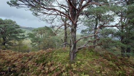 Scots-pine-forest-drone-footage