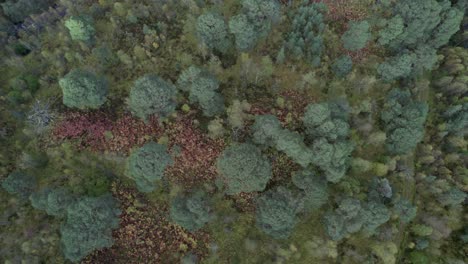 Drone-footage-rising-descending-towards-a-forest-canopy-of-ancient-Scots-pine-trees-in-Autumn-in-an-isolated-fragment-of-the-Caledonian-Forest