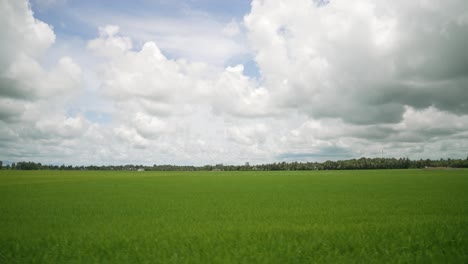 Bright-Green-Huge-Rice-Paddy-Field-Crops-in-Vietnams-Mekong-Delta-on-Sunny-Day,-Agriculture-Opening-Pan-Shot