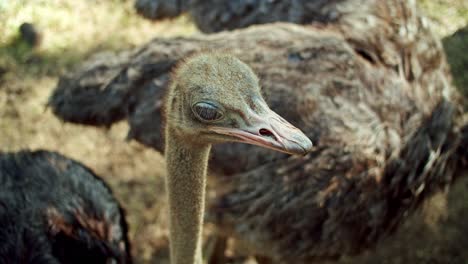 Close-Up-Shot-Of-Cute-Ostrich-Standing-Near-Her-Herd-In-Zoo,-Mauritius,-Africa