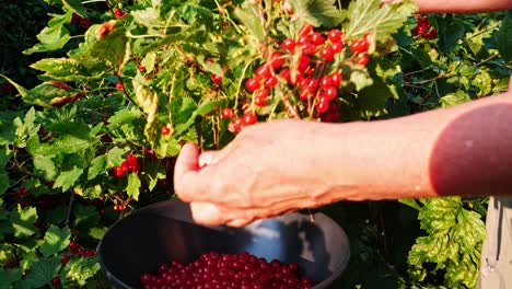 Red-currants-in-sunlight-reaped-from-branch-into-bowl-by-female-hands
