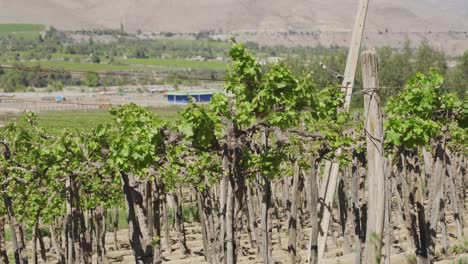 Grape-Crops-Growing-At-The-Vineyard-In-Elqui-Valley,-Coquimbo,-Chile