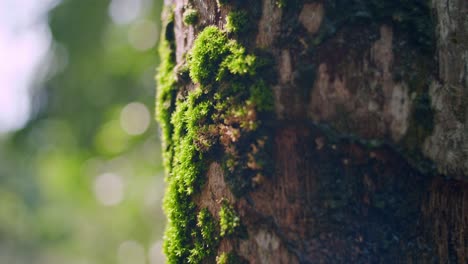 Macro-Shot-Of-Bunch-Of-Green-Algae,-Lichen-On-Tree-Trunk,-Mauritius,-Africa