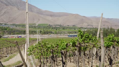 Tierra-Cultivada-En-El-Valle-Del-Elqui-Con-La-Cordillera-De-Los-Andes-En-Coquimbo,-Chile