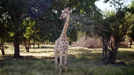 Beautiful-Tall-Spotted-Giraffe-Surrounded-With-Trees,-Standing-In-Green-Nature