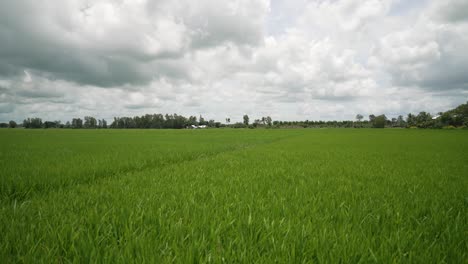 Big-Green-Rice-Paddy-Fields,-Big-Scale-Export-Rice-Farming-Agriculture-Use-of-Monoculture-and-Pesticides-Mekong-River-Delta