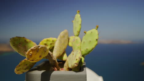 Un-Cactus-En-La-Isla-De-Santorini,-Grecia-En-Un-Día-Soleado