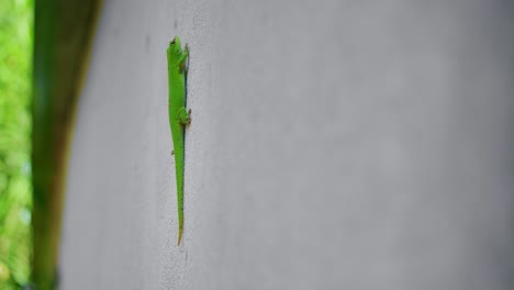 Close-Up-Shot-Of-Phelsuma-Grandis-Green-Reptile-Climbing-Wall,-Mauritius,-Africa