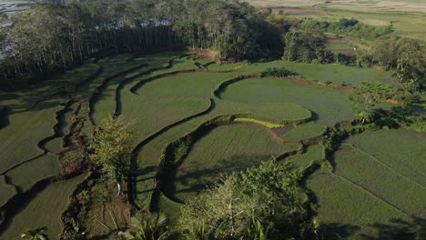 Reisernte-Auf-Reisfeldern,-Die-Auf-Dem-Land-Der-Insel-Sumba-In-Indonesien-Wachsen