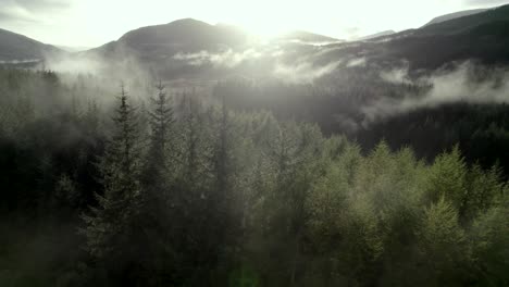 Stationary-drone-footage-of-low-hanging-cloud-slowly-moving-through-the-tops-of-conifer-trees-in-a-forest-as-the-sun-sets-behind-mountains