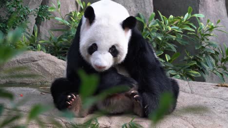 Sleepy-cute-giant-panda,-ailuropoda-melanoleuca-sitting-on-the-ground,-sticking-its-tongue-out,-yawning-with-its-mouth-wide-open,-rolling-over-and-falling-back-to-sleep-at-daytime