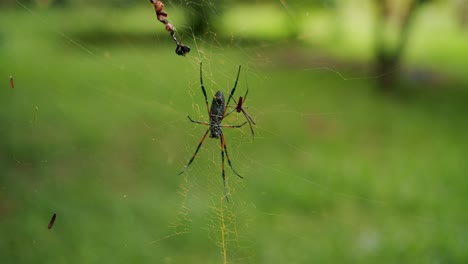 Close-Up-Shot-Of-Red-Legged-Golden-Orb-Weaver-Spider