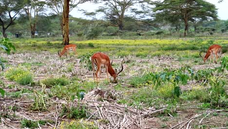 A-young-bachelor-herd-of-very-relaxed-Impala-graze-on-grass-on-a-plain-in-Kenya