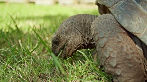 Close-Up-Shot-Of-Galapagos-Giant-Tortoise-Eating-Green-Grass,,-Unique-Subspecies,-Africa