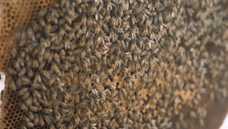 Honigbiene-Apis-Florea-Imkerei-Auf-Einer-Wabenstruktur-Voller-Bienen,-Viele-Bienen