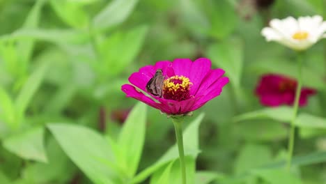 Kleiner-Schmetterling,-Der-Auf-Rosa-Blume-Mit-Undeutlichem-Grünem-Gartenhintergrund-Hockt