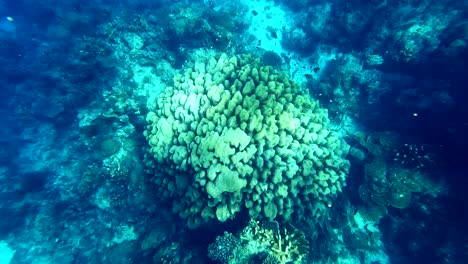 Natural-coral-reef-with-landscape-aquarium-formation-at-Zanzibar,-Tanzania