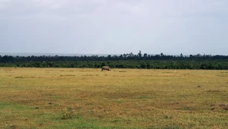 Einsames-Schwarzes-Nashorn,-Das-An-Einem-Bewölkten-Tag-In-Der-Ferne-Auf-Der-Afrikanischen-Ebene-Spaziert