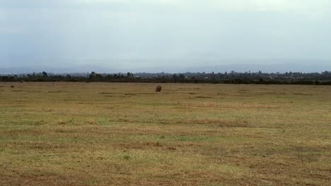 Lone-endangered-black-rhino-in-a-grass-field-in-a-National-Park-in-Kenya,-Africa