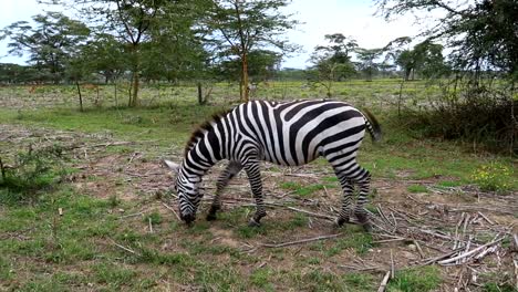 Einzelnes-Zebra,-Das-Gras-Auf-Einer-Halbmondinsel-In-Einer-Safari-Frisst