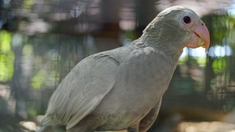 Close-Up-Shot-Of-Distinctive-Princess-Parrot,-Special-Species-Of-Birds