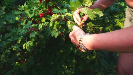 Womans-hands-pick-red-currants-from-branch