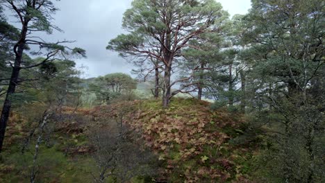 Drone-footage-slowly-flying-backwards-through-a-forest-and-tilting-to-reveal-and-ancient-Scots-pine-tree-in-an-isolated-fragment-of-the-Caledonian-Forest