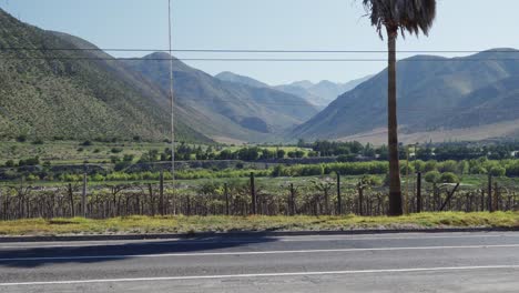 Viñedo-Del-Valle-De-Elqui-Con-Vista-A-La-Cordillera-De-Los-Andes-A-Lo-Largo-De-La-Carretera-En-La-Región-De-Coquimbo,-Chile