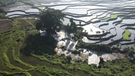 Waikelo-Sawah-Wasserfall---Sonnendurchflutetes-Wasser-Auf-Reisfeldern-Mit-Wasserfall-Als-Bewässerungssystem-In-Indonesien