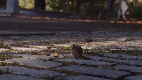 House-Sparrow-Urban-Bird-Feeding-on-Paved-Sidewalk-in-Central-Park,-Manhattan-New-York-City,-People-Pedestrians-Walking-in-Background