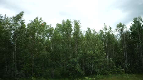 Drive-by-shot-of-pine-tree-forest-on-the-side-of-the-road