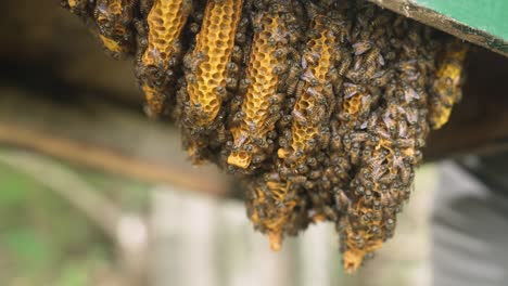 Natural-Honey-Comb-Horizontal-Structure-inside-a-Bee-Hive,-Bees-building-a-Honey-Comb