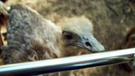 Close-Up-Shot-Of-Beautiful-Ostrich-Trying-To-Bite-Metal-Bar-In-Zoo,-Mauritius,-Africa