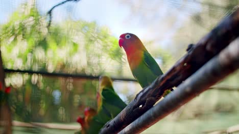 Distinctive-Colorful-Fischer's-Lovebird-Joining-His-Flock-Resting-In-Garden,-Mauritius,-Africa