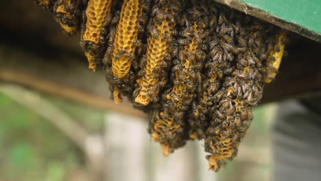 Nahaufnahme-Einer-Honigwabe-Voller-Bienen,-In-Einem-Bienenstock,-Einer-Holzkiste,-Die-Bienen-Hält
