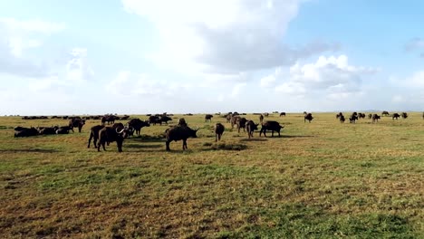 African-buffaloes-herd-on-prairie-in-Ol-Pejeta-Conservancy,-Kenya