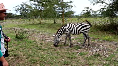 Ein-Mann-Lächelt-Und-Sieht-Zu,-Wie-Ein-Zebra-Weidet,-Während-Es-In-Kenia-Fieberhaft-Mit-Dem-Schwanz-Wedelt