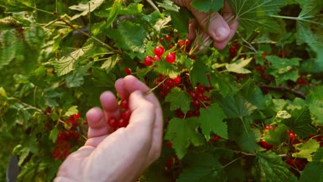 Hands-pick-redcurrants-from-bush.-close-up