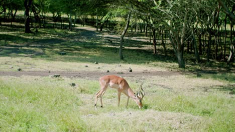 Toma-Estática-De-Fabulosas-Gacelas-Pastando-Hierba-Verde-En-El-Bosque,-Mauricio,-áfrica