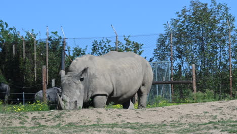 zoological-park-of-France,-rhinoceros-and-zebras-are-eating-in-a-field