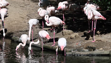 zoological-park-in-France:-flamants-rose-next-to-a-pond,-drinking-water-on-a-sunny-day