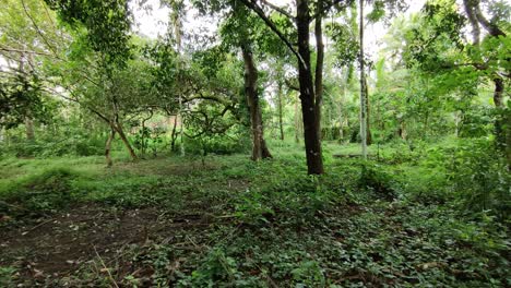 Bosque-Monzónico-En-Kerala-|-Plano-General