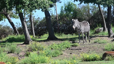 zoological-park-of-France,-a-zebra-is-staying-motionless-behind-trees