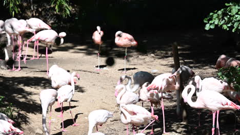 zoological-park-in-France:-flamants-rose,-sunny-day
